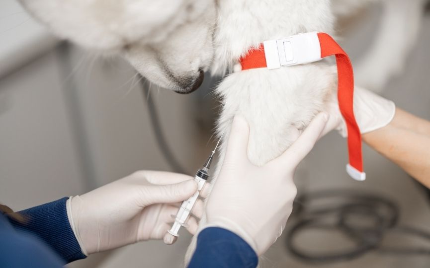 transfusión de sangre en perro