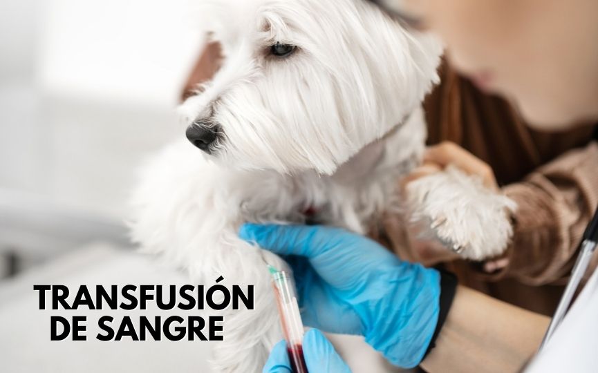tranferencia de sangre en perros