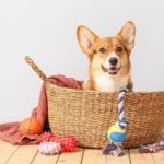 accesorios para perro