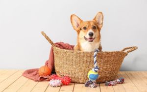 accesorios para perro