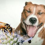 avispa pica perro