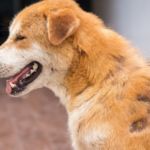 sarna en perros