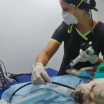 endoscopia en perros