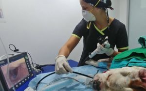 endoscopia en perros
