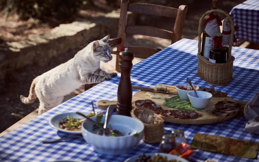 enfermedad inflamatoria intestinal en gatos