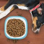 Enfermedad inflamatoria intestinal en perros