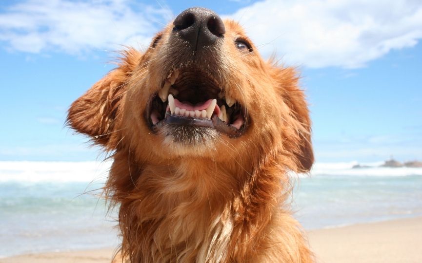 pelo de un perro sano