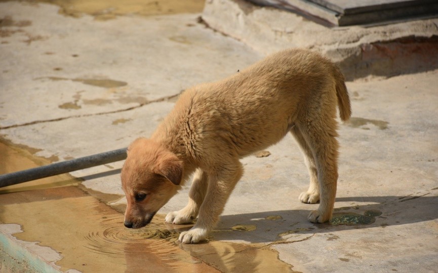 perro bebe agua de un charco