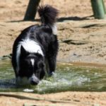 perro bebe agua del charco