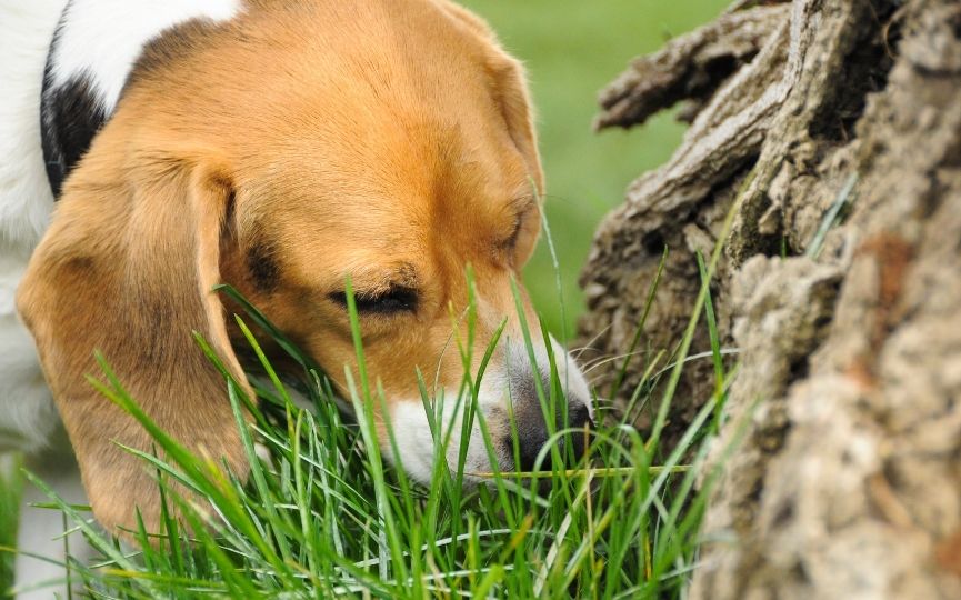 perro come hierba