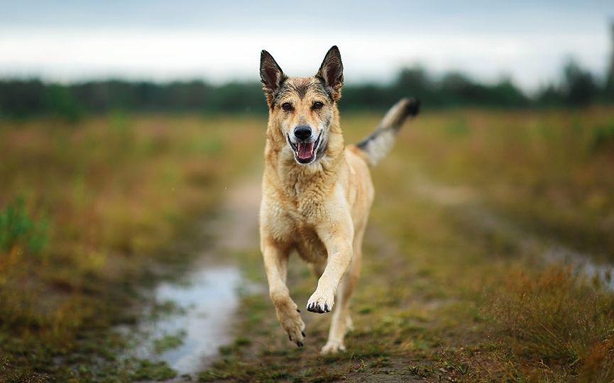 perro debe ser activo para estar sano