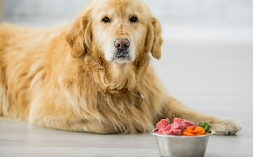 perro come sano