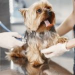 perro sano en el veterinario