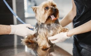 perro sano en el veterinario