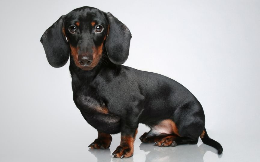 teckel perro
