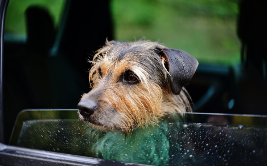 viajar al extranjero con mascotas