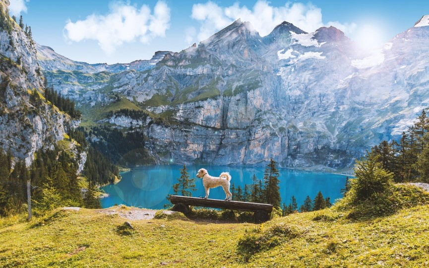 viajar con perro al extranjero