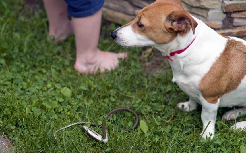 víbora peligro perro