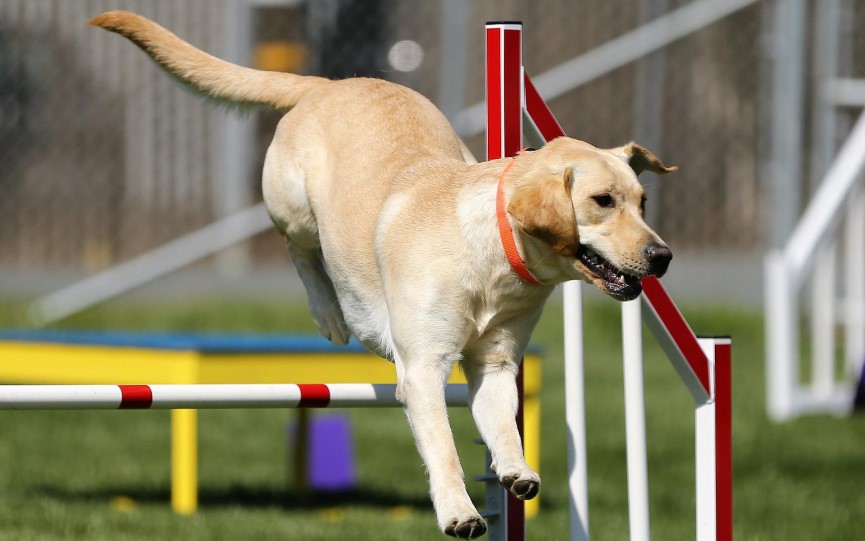 agility con perro