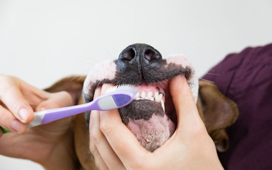 cepillar dientes