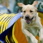 deportes con perro