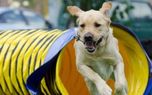 deportes con perro