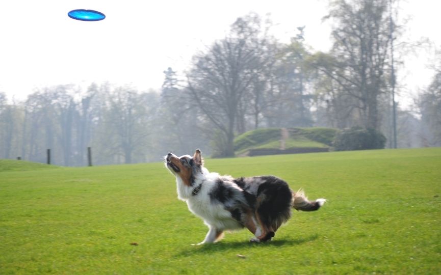 discodog con perro
