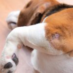 displasia de codo en perros