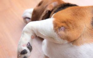 displasia de codo en perros