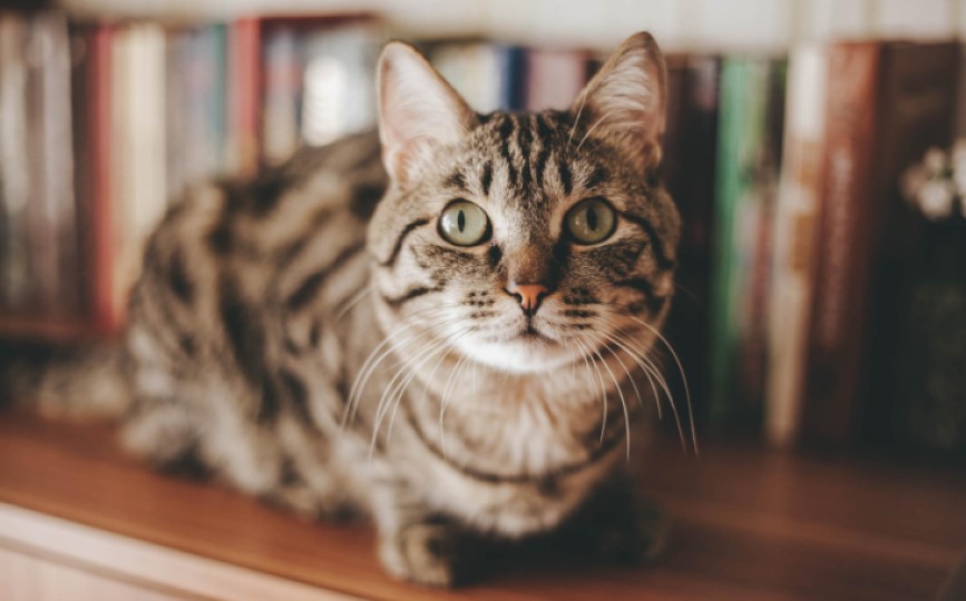 gato aprende nombres