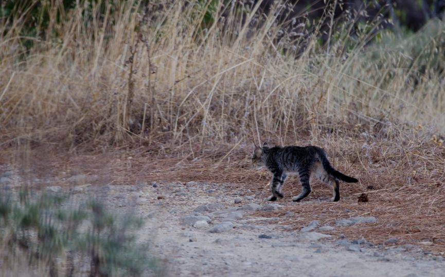 gato feral callejero