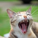 gatos ferales