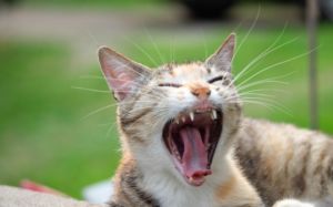 gatos ferales