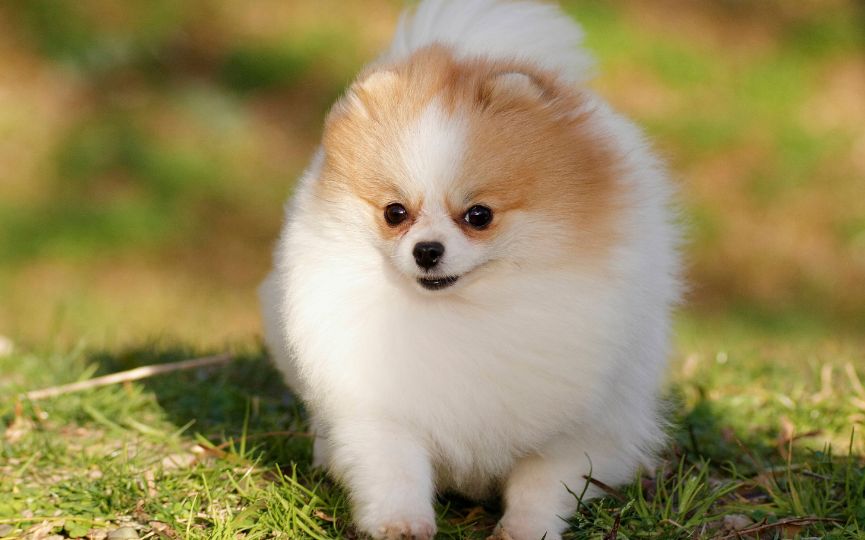 lulú de pomerania