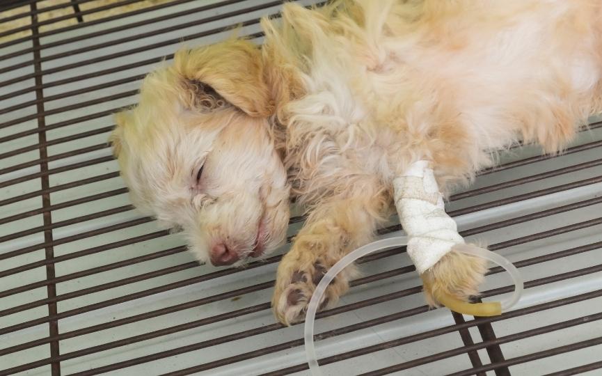 bloqueo gastrointestinal en perros