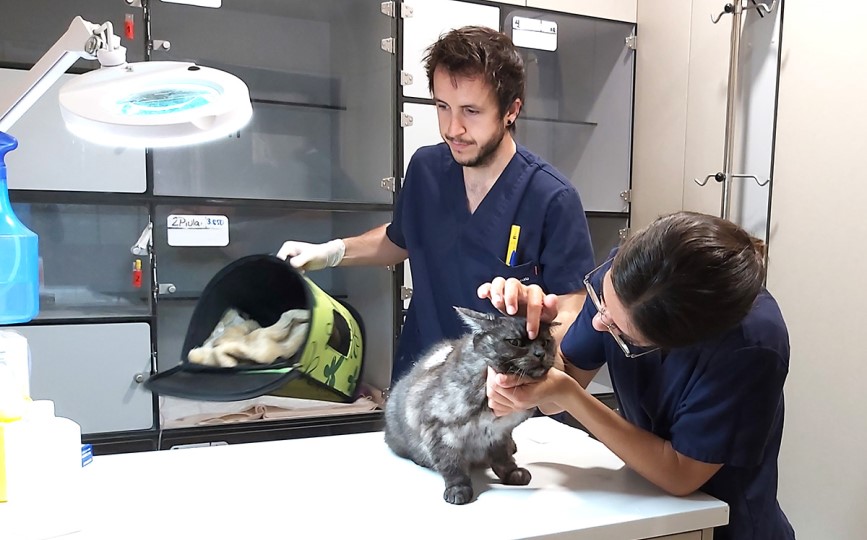 desparasitaciones en gatos