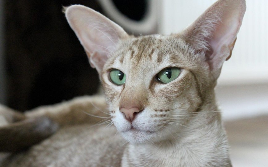 gato oriental