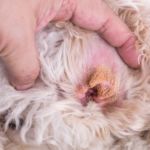 oreja hinchada de perro