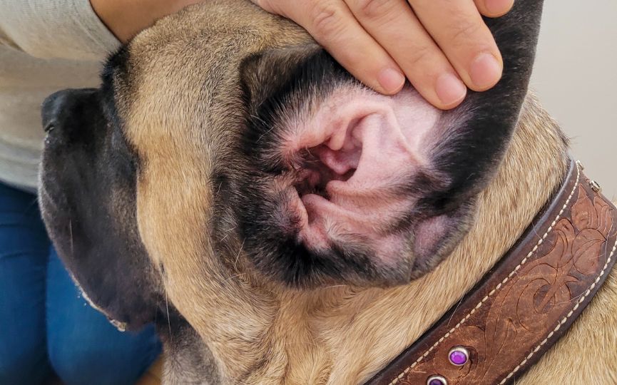 oreja hinchada en perro