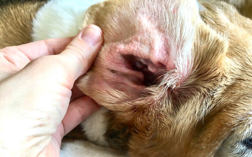 otohematoma en perro