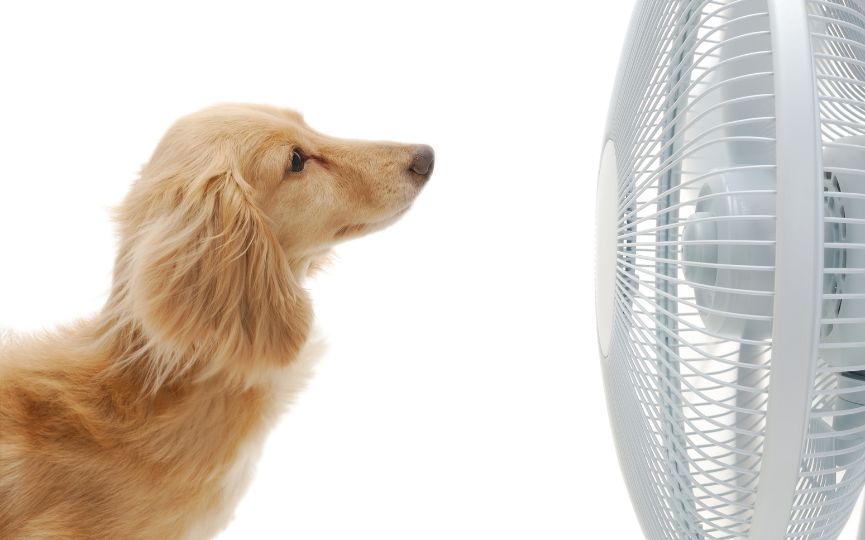 ventilador y perro