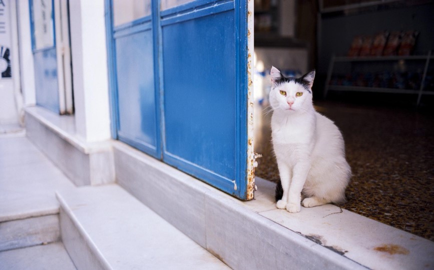 vacunación en gatos