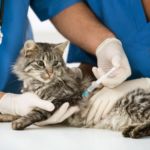 vacunas y desparasitaciones en gatos