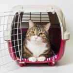 Gato en transportin
