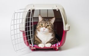 Gato en transportin