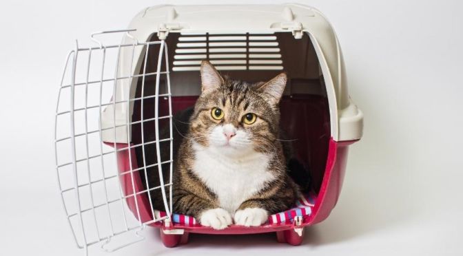 Gato en transportin