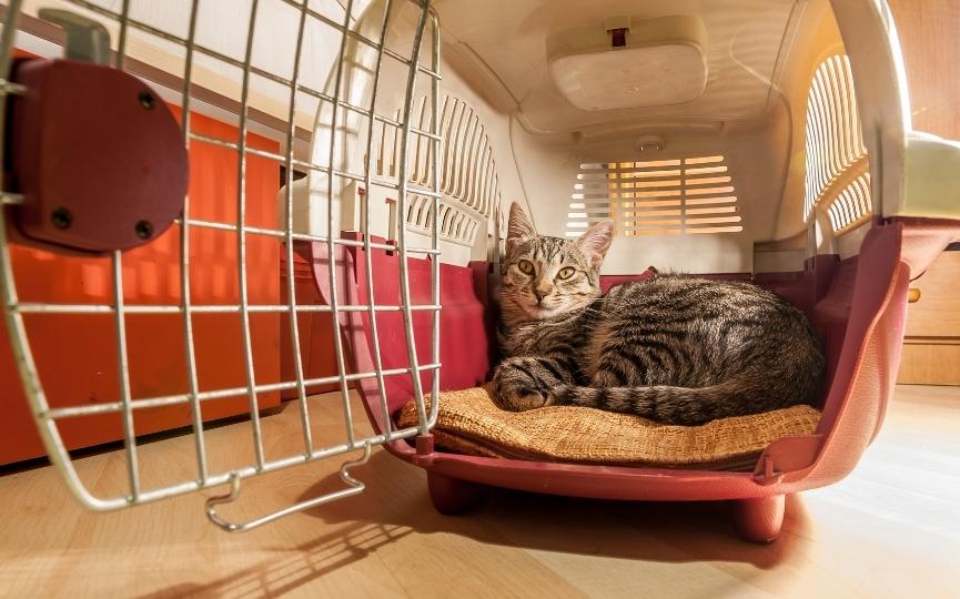 Gato en transportin con manta
