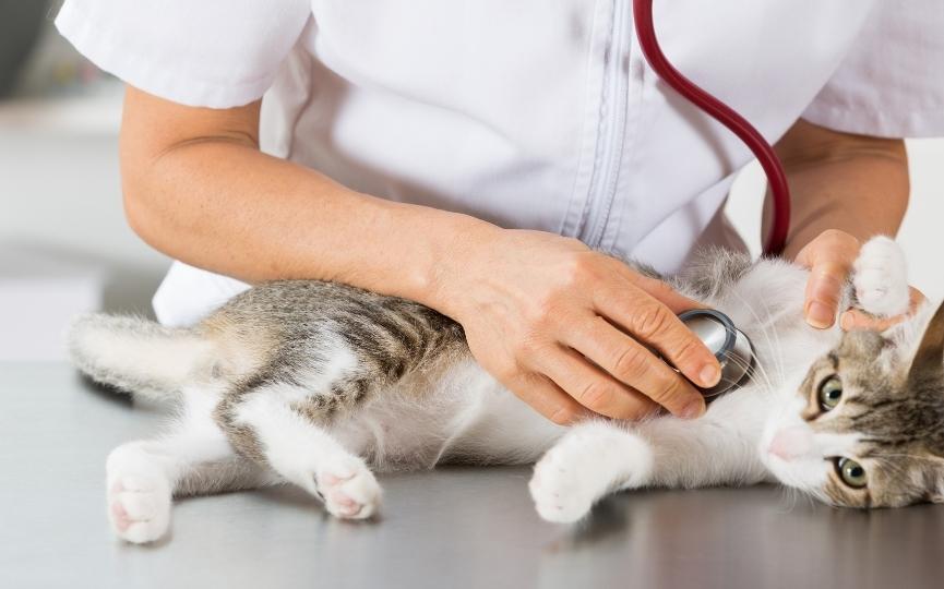 gato en el veterinario