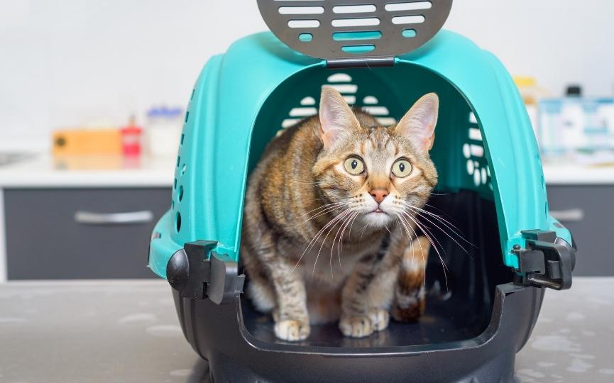 llevar al gato al veterinario