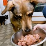 alimentos crudos o piensos para perros